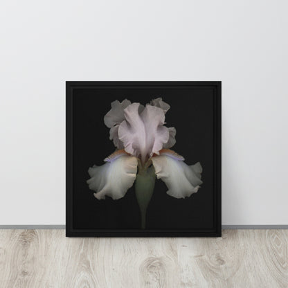 Bearded Iris framed canvas print wall art black floater frame