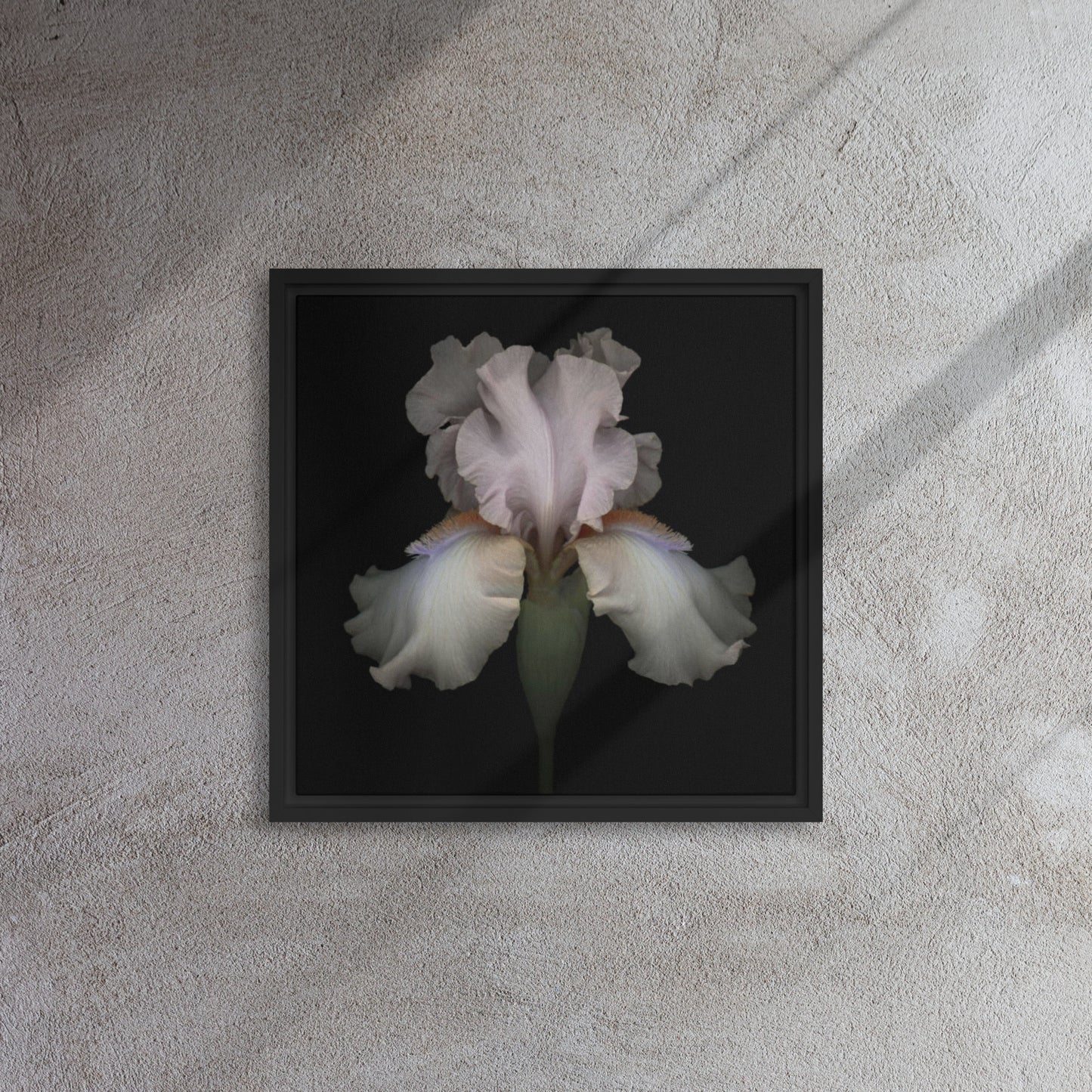 Bearded Iris framed canvas print wall art black floater frame