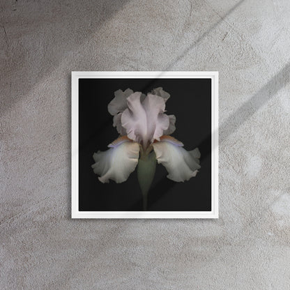 Bearded Iris framed canvas print wall art white floater frame