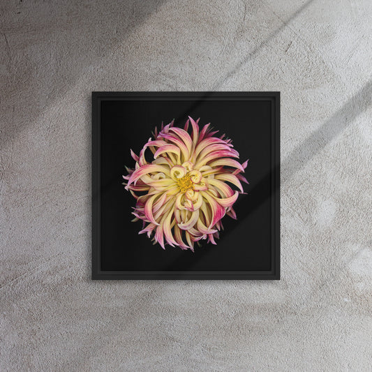 floral canvas print artwork dahlia flower black frame