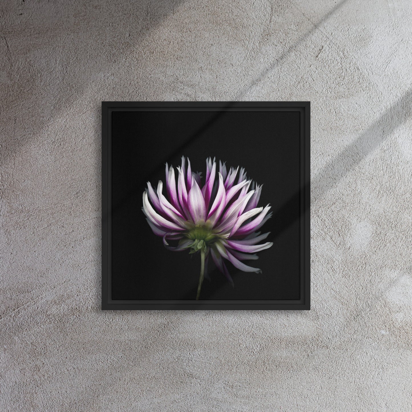 purple dahlia flower canvas print wall art black frame 