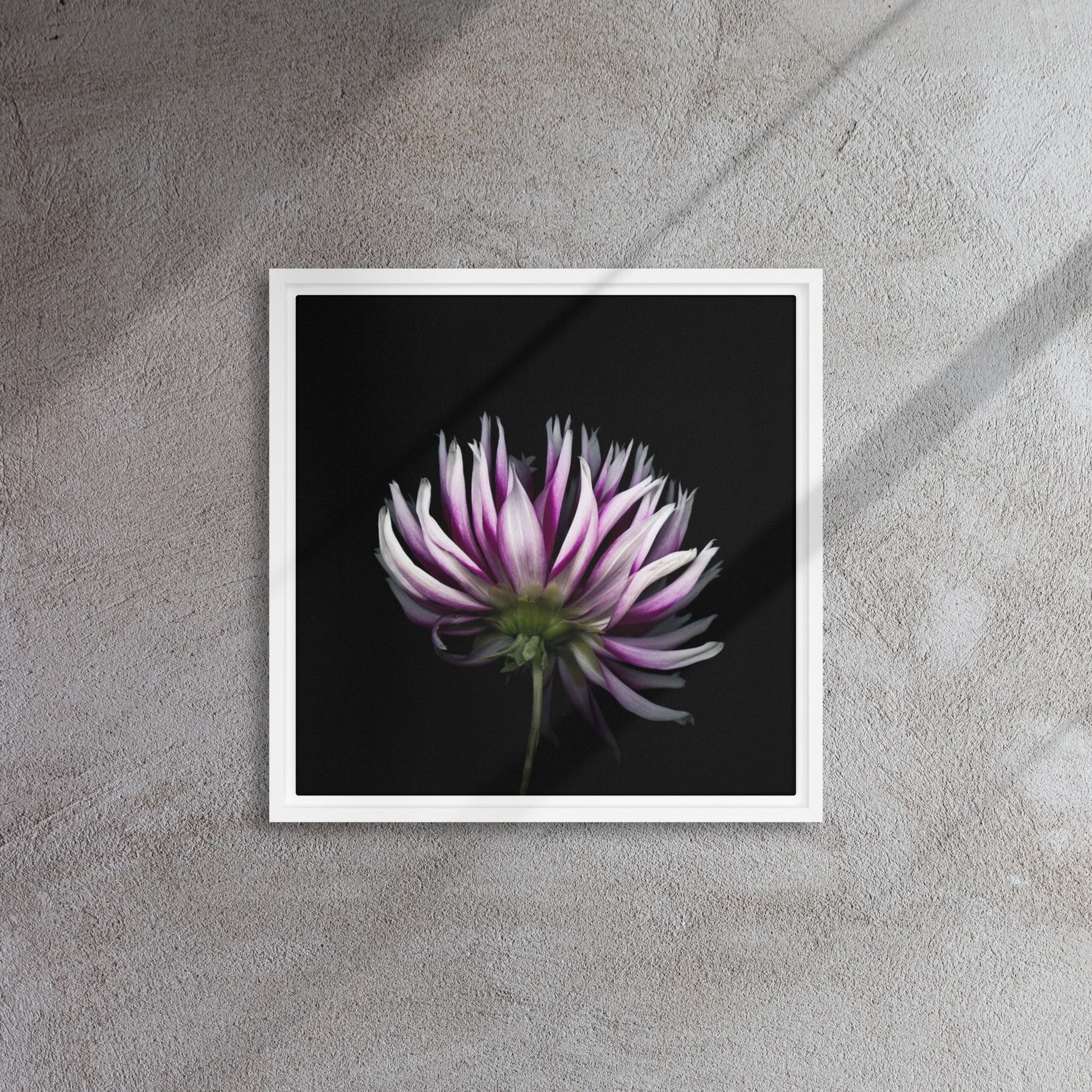 purple dahlia flower canvas print wall art white frame 