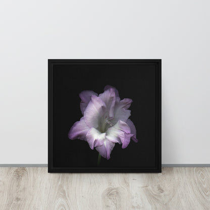 lilac gladiolus flower black framed canvas print artwork