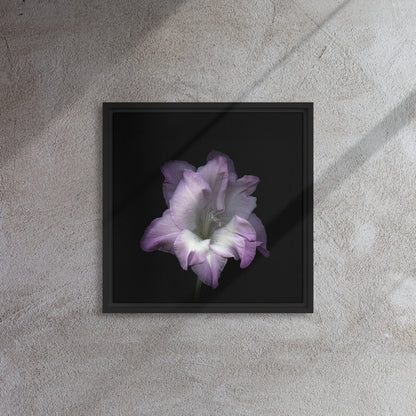 lilac gladiolus flower black framed canvas print artwork