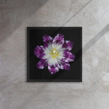 parrot tulip framed canvas print artwork black floater frame 