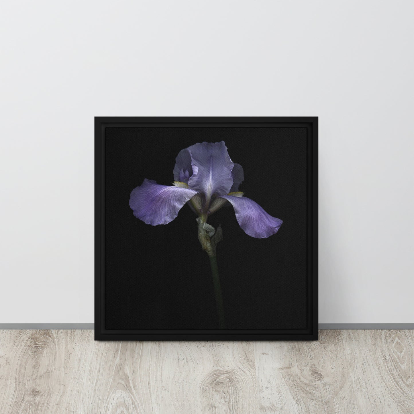 purple bearded iris canvas print wall art black floater frame 