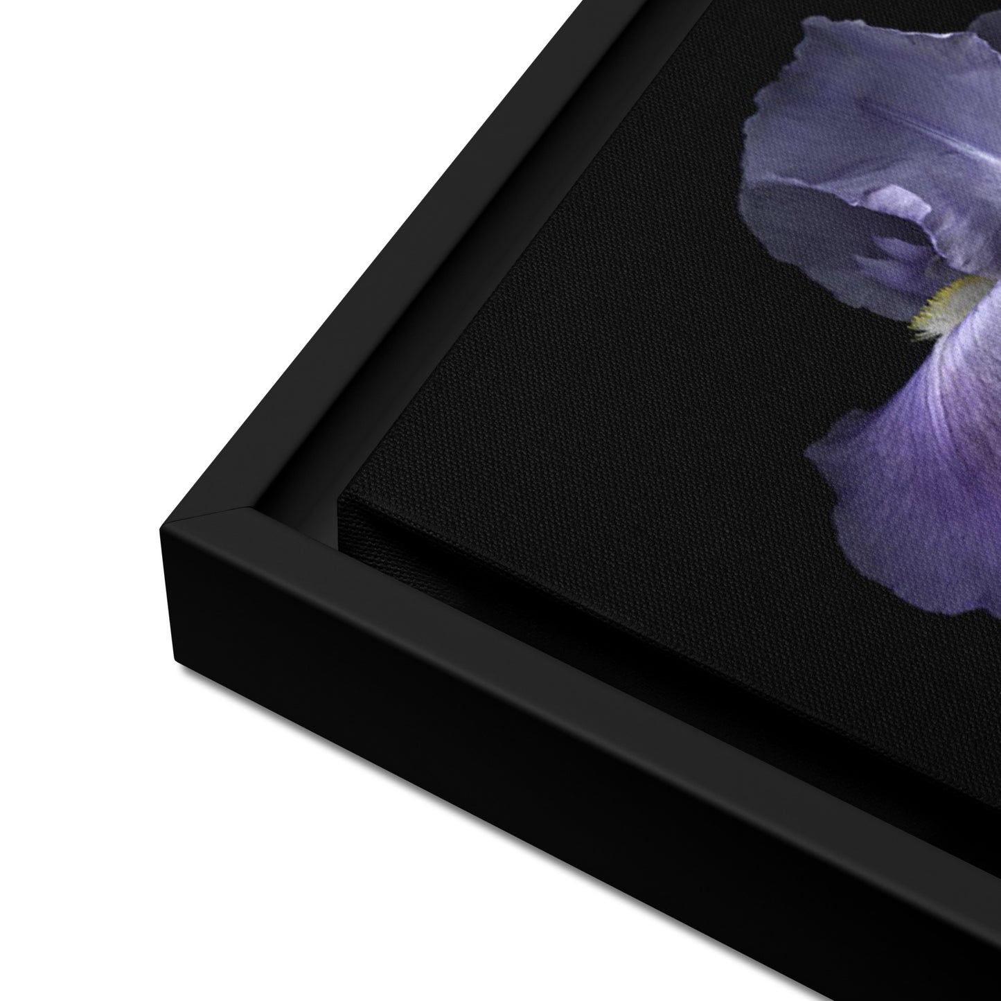 purple bearded iris canvas print wall art black floater frame 