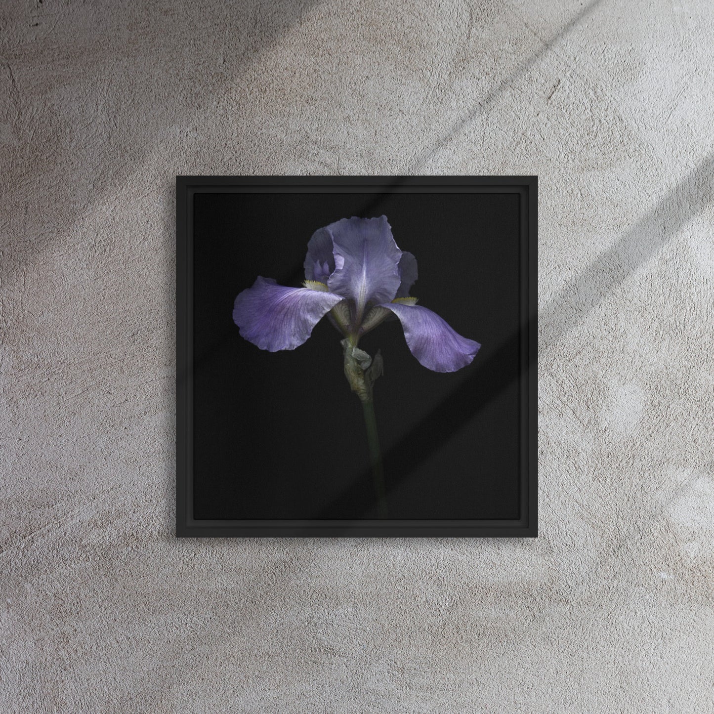 purple bearded iris canvas print wall art black floater frame 