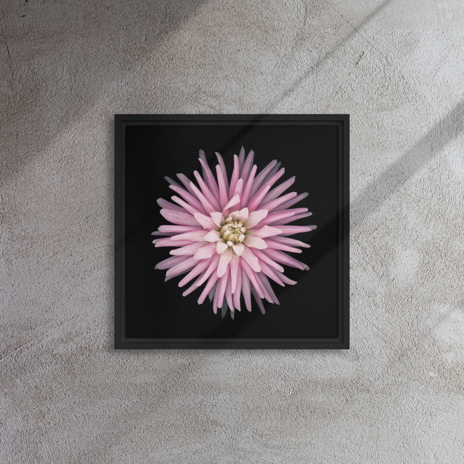 pink dahlia flower framed canvas print black floater frame 