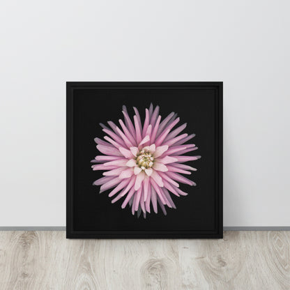 pink dahlia flower framed canvas print black floater frame 