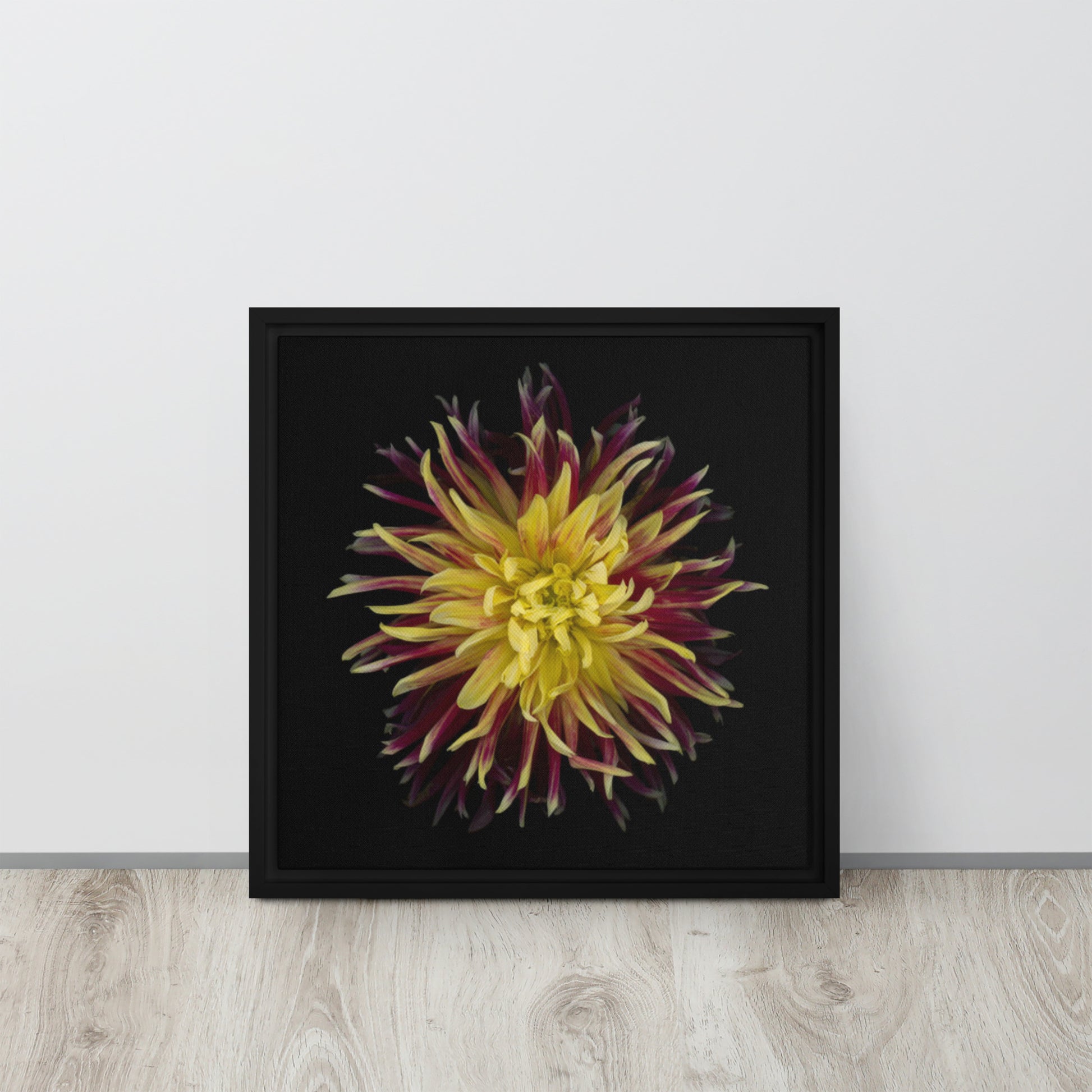 red dahlia flower black floater framed canvas print 