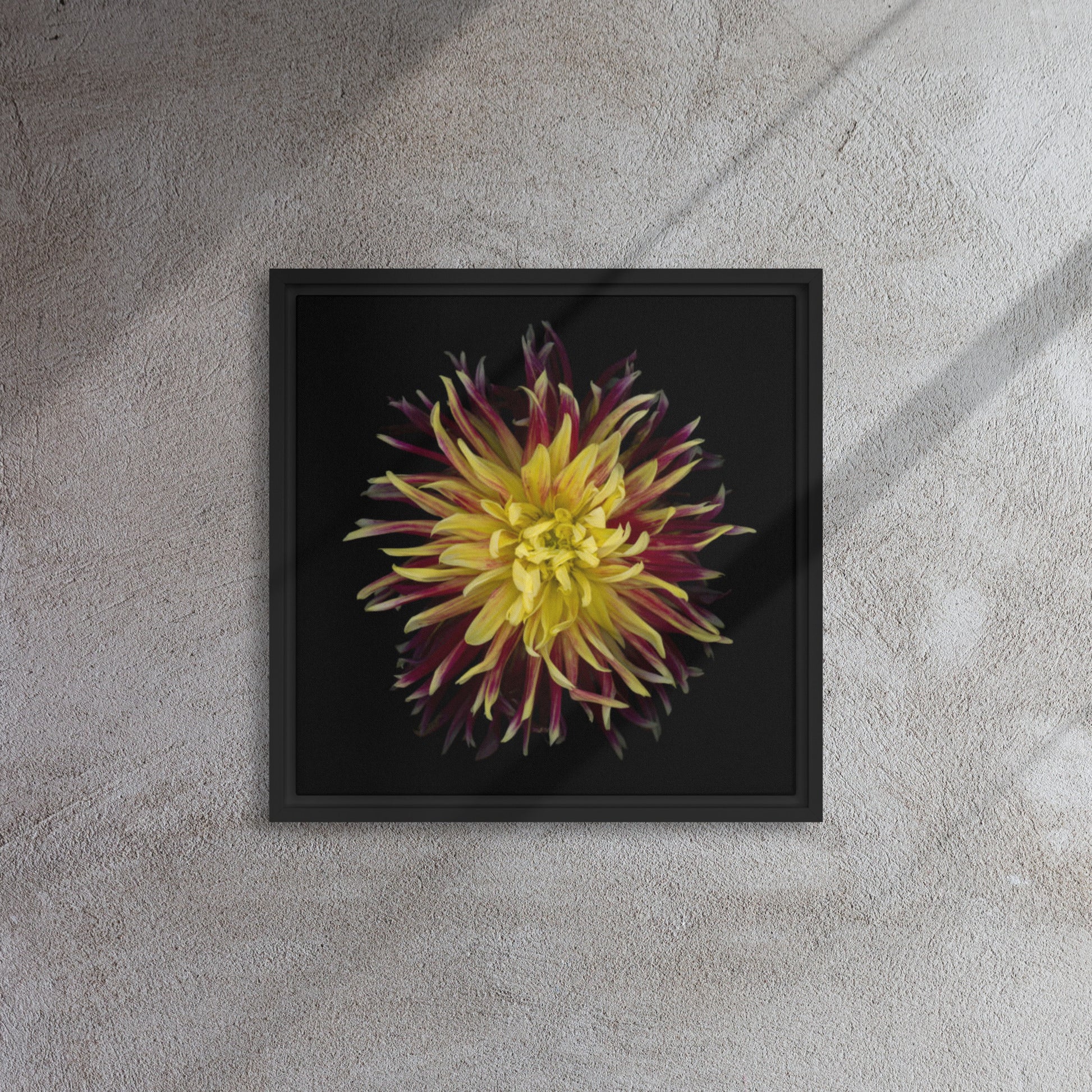 red dahlia flower black floater framed canvas print 