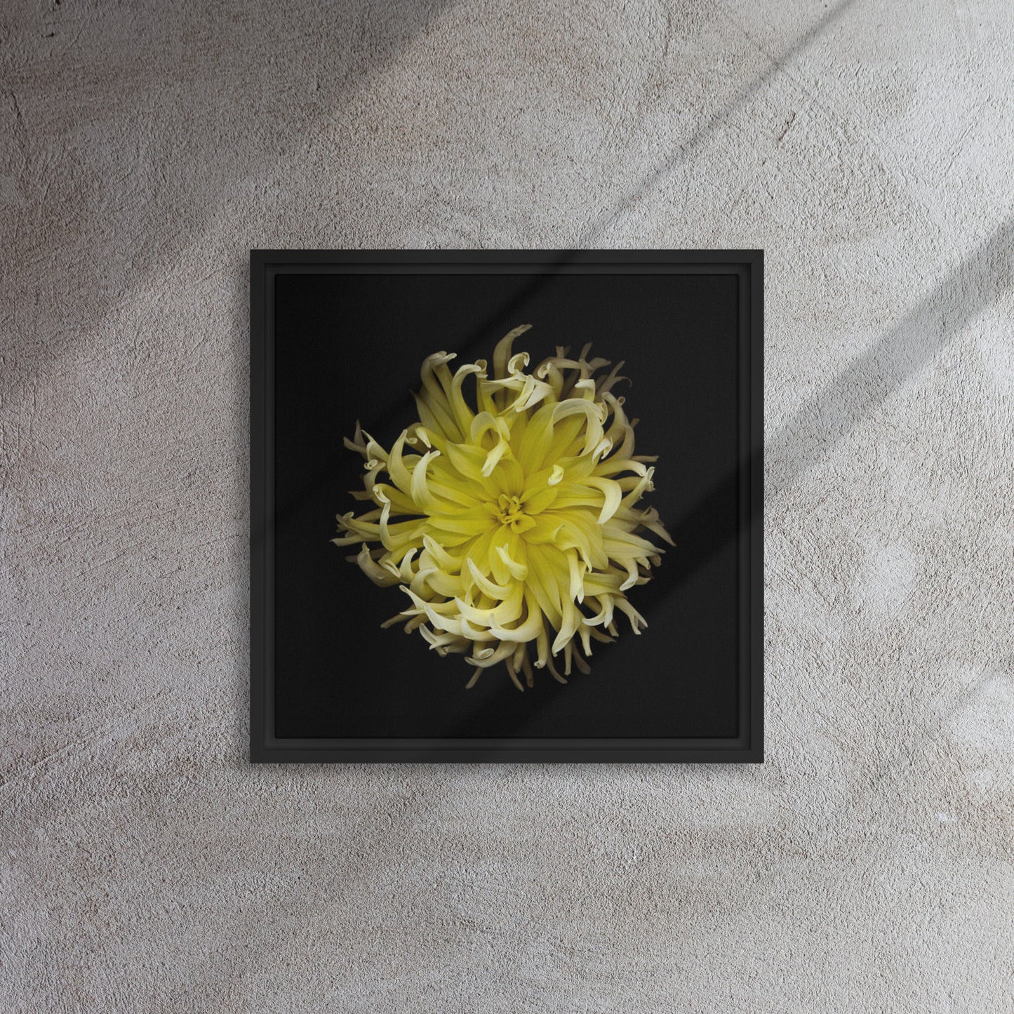 yellow dahlia flower canvas print wall art black floater frame