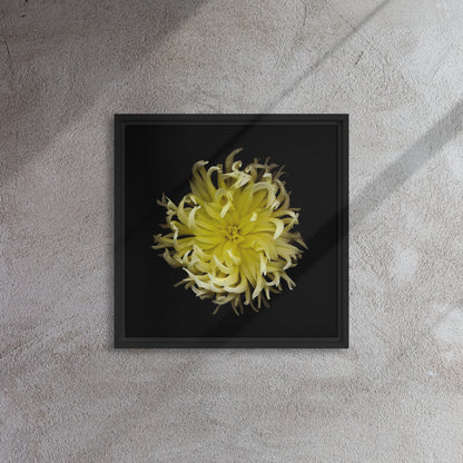 yellow dahlia flower canvas print wall art black floater frame