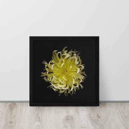 yellow dahlia flower canvas print wall art black floater frame