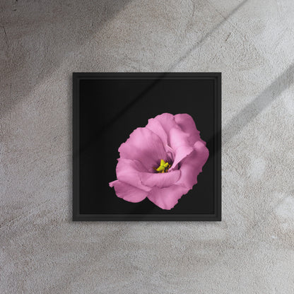 pink rose canvas print wall art on black floater frames 