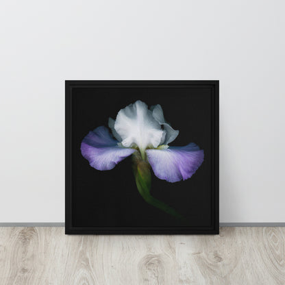 iris flower canvas print artwork black frame 