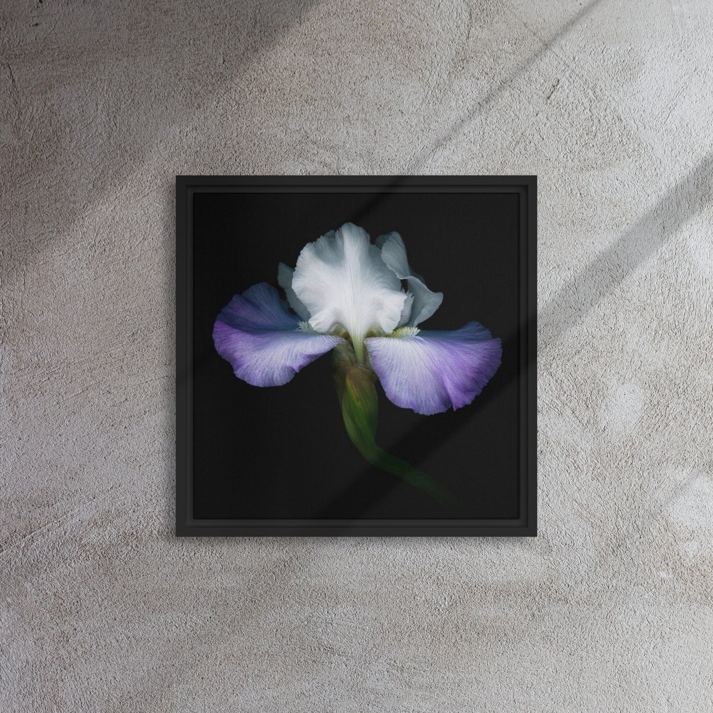 iris flower canvas print artwork black frame 