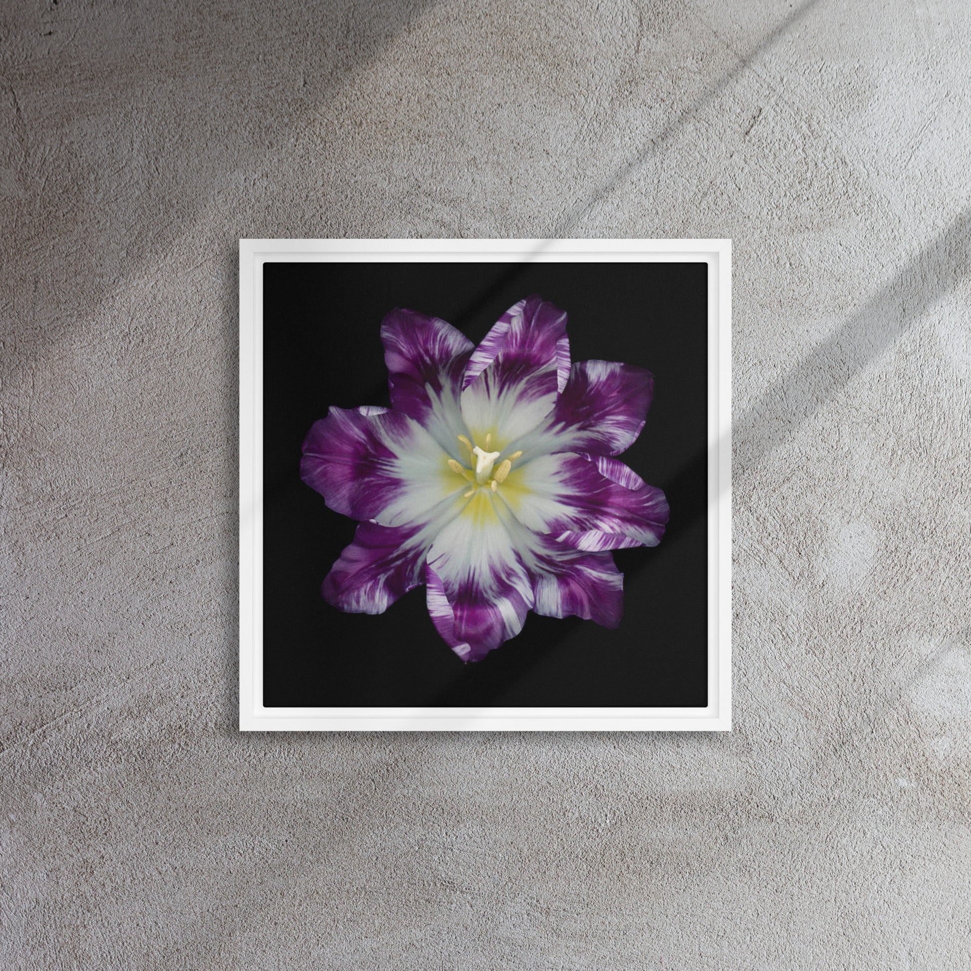 parrot tulip framed canvas print artwork white floater frame 